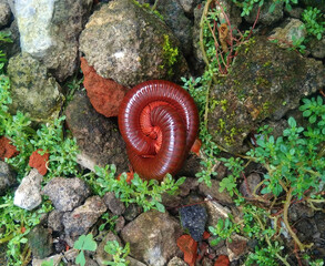 A mating millipedes in the garden