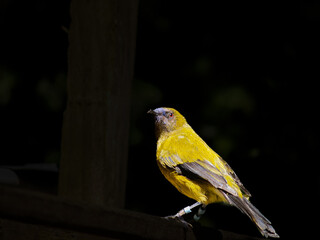 New Zealand bellbird on black background