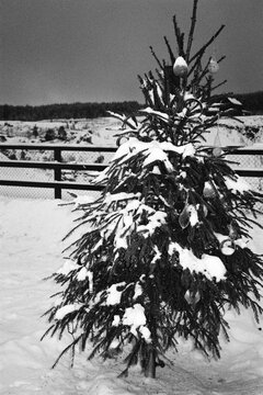Christmas tree in black and white film
