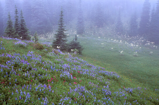 Spring blooms lupine (Lupinus arcticus) and paintbrush foggy meadow