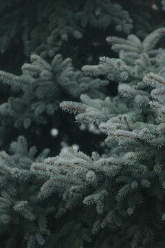 Pine Tree.