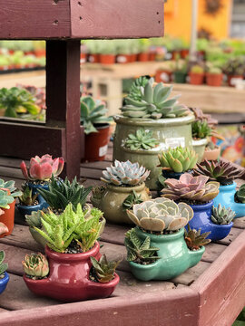 Display of Colorful Assorted Flower Pots with Succulents