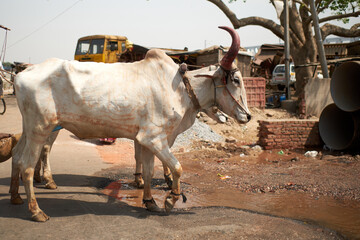 Ox working in India