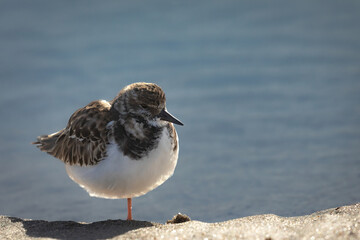 A sanderling standing on one foot in the sand by the water
