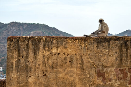 Large Wild monkey sitting on wall at Jaipur Temple