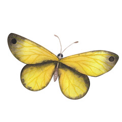 Yellow and black butterfly with detailed wings isolated. Watercolor hand drawn realistic insect llustration for design
