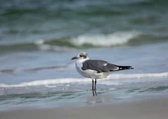 Fototapeta na wymiar A seagull standing in the surf at the beach