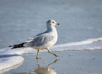 A ring billed seagull walking along the shoreline on the beach