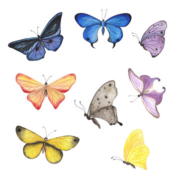Set butterfly with detailed wings isolated. Watercolor hand drawn realistic insect llustration for design