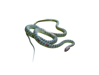 Single green snake or golden tree snake (Chrysopelea ornata) got injured have wound ,red blood from fright with cat isolated on white background,clipping path