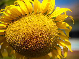 Naklejka premium sunflower close up