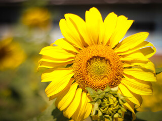Naklejka premium sunflower in the garden