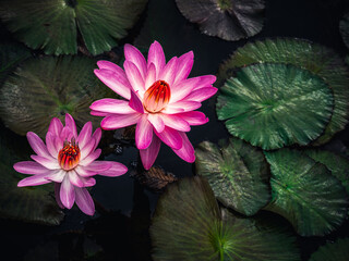 pair of pink and red water lilies