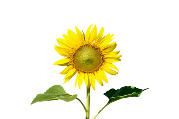 Single yellow sunflowers blooming with stem and green leaf isolated on white background,clipping path