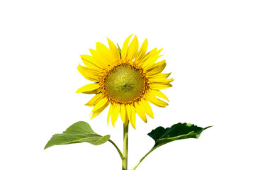 Fototapeta premium Single yellow sunflowers blooming with stem and green leaf isolated on white background,clipping path