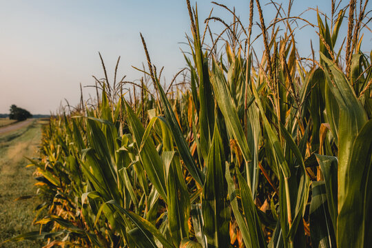 Cornfield 1