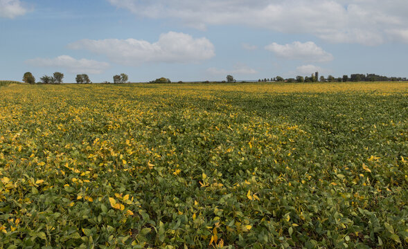 Soybeans 6