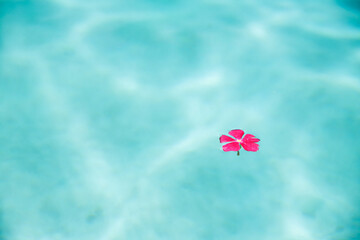 Single pink flower bloom floating alone in clean and clear pool water