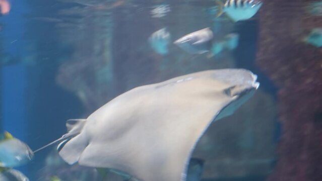 Stingray Shovelnose Ray and Sharks swimming in school of fish at aquarium