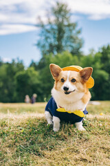 Fototapeta na wymiar Cute corgi dog in a park