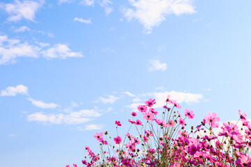 Obraz na płótnie Canvas Pink cosmos flowers with blue sky in garden.