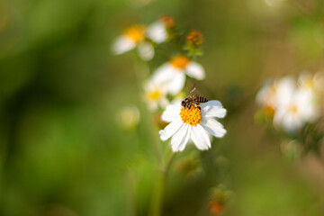bee on flower