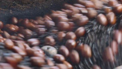 Roasting chestnuts, Famous street food in China town, Bangkok