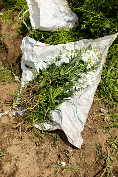 Cluster of freshly cut flowers placed on a sack on the floor