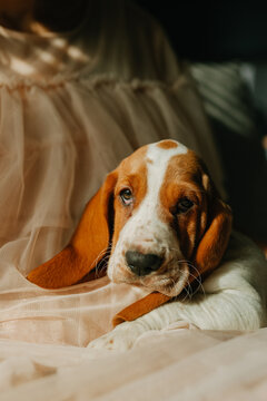 basset hound