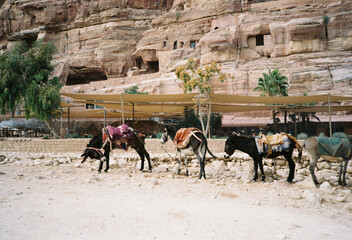 Mules tethered in Petra, Jordan.
