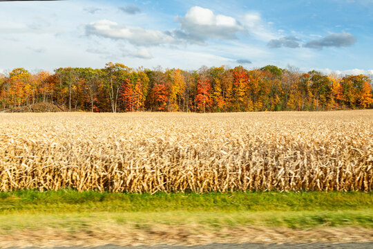View of colorful leaves and a field from a moving vehicle 