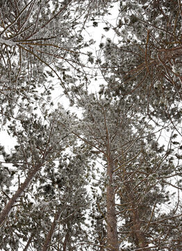 Outdoor Winter Tree Tops 