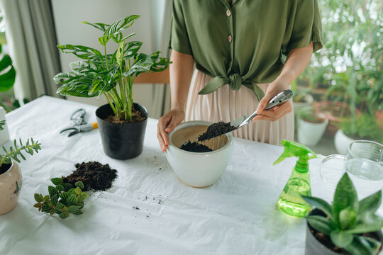woman transplants a houseplant. The concept of plant care