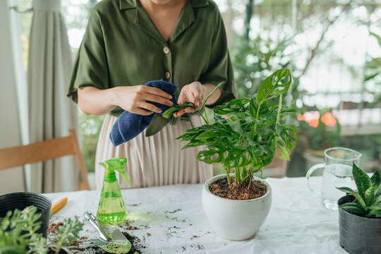 Asian girl planting a decorative plant in the house.