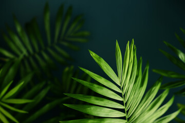 Bright Green Palm tree leaf on a dark green background. Tropical leaves on a black backdrop, copy space
