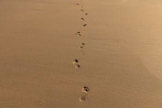 Footprints in the Sand