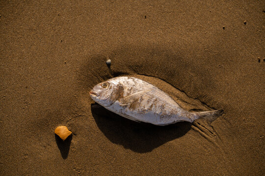 Dead fish at beach