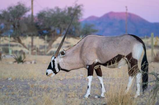 Lonely Oryx in Namib desert,  Namibia