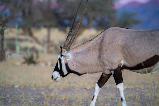 Lonely Oryx in Namib desert,  Namibia