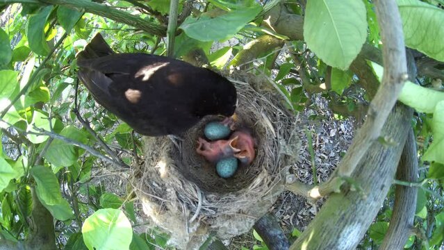 Black bird in a nest feeding baby birds.  Blackbird or American Robin feeds baby bird. They are still blind, have no feathers. and they are only a few hours old. Nesting birds in the wild.