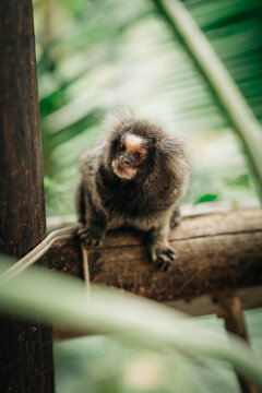 Titi Monkey