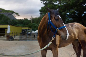 Fototapeta premium Brown horse portrait staying at farm.