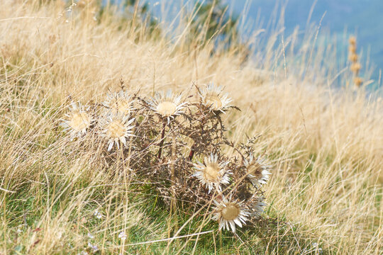 Fleur embl&eacute;matique des montagnes