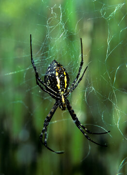 Closeup macro banded argiope spider spiderweb grasses South Carolina