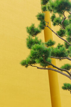 Yellow building wall and pine trees close-up.