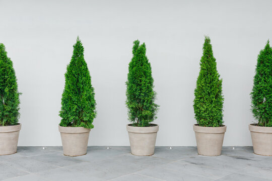 Flowerpots arranged in front of a white wall.