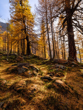 Larch forest in fall