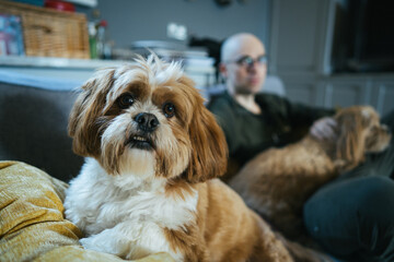 Two dogs with his owner resting on the couch