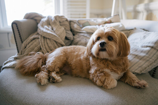 Cute dog on the couch in daylight