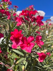Red Nerium or Oleander flowers